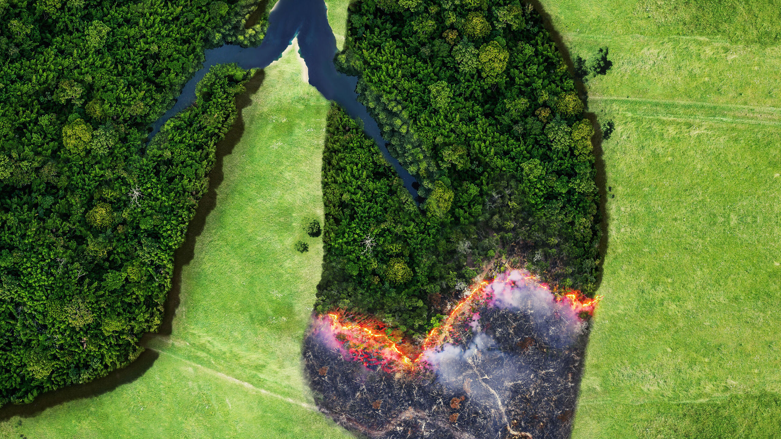 forest and fire on a green field, top view. trees in the form of lungs, the health of planet earth. concept of environmental pollution. lungs smokers creative idea