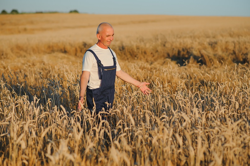 worried gray haired agronomist or farmer using a tablet while inspecting organic wheat field before the harvest. back lit sunset photo. low angle view.