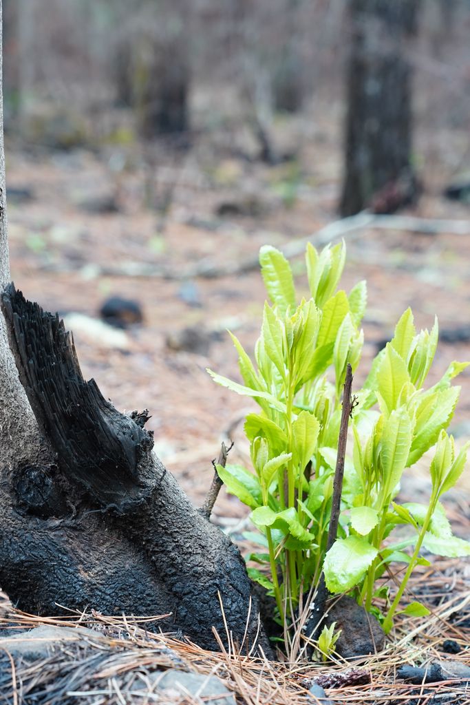 frische triebe nach waldbrand