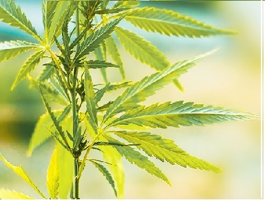 Le secteur spécialisé en matière d’assuétudes appelle à réglementer le cannabis en Belgique